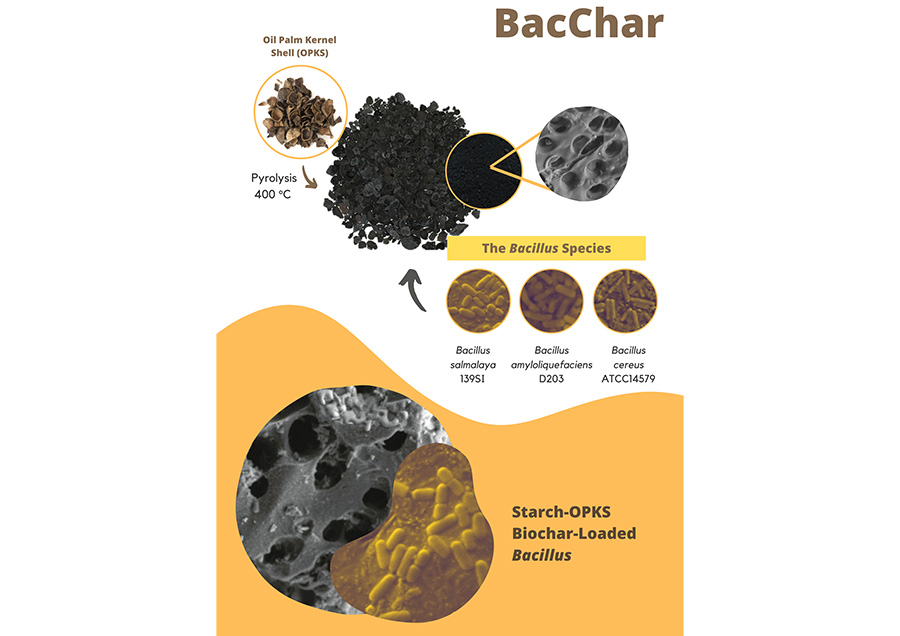 Immobilized Plants Probiotics on Oil Palm Kernel Shell Biochar Optimized With Sago Starch as a Novel Organic Soil Fertilizer