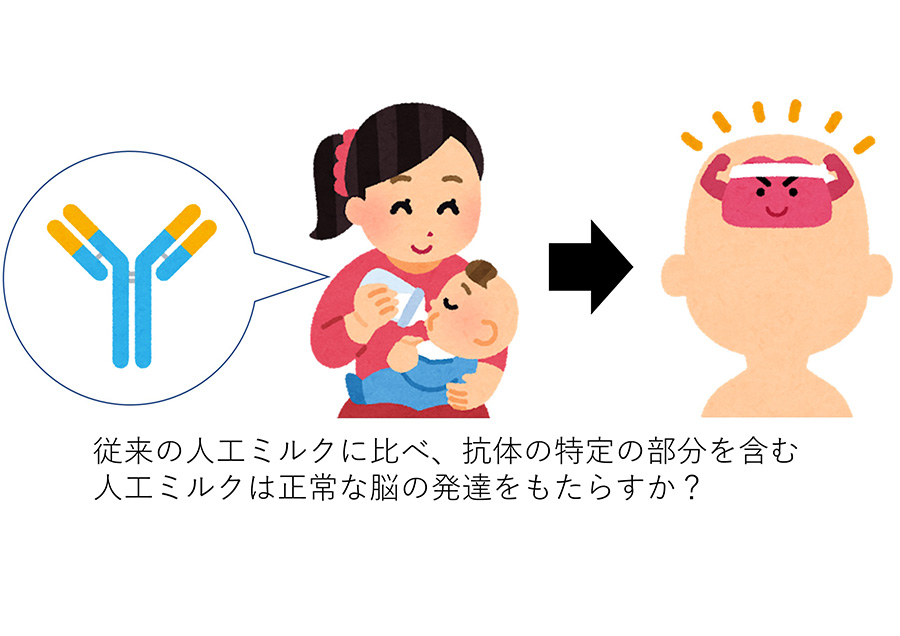 子の脳の発達に影響を与える母乳の因子について