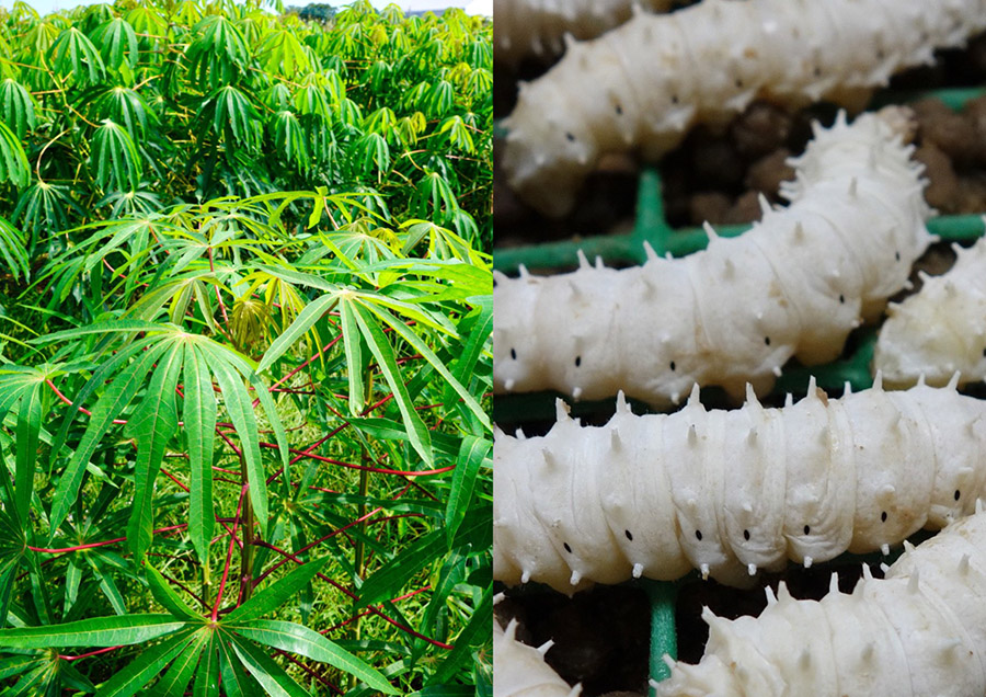 熱帯作物と半家畜化昆虫による新たな農業システム