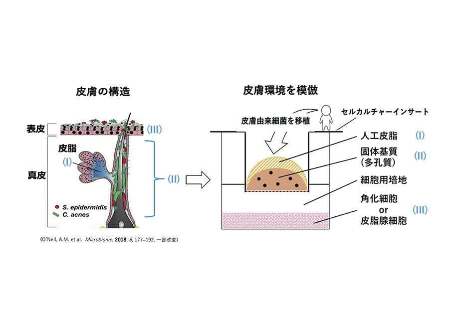 皮膚常在細菌叢の新規モデル培養系の構築