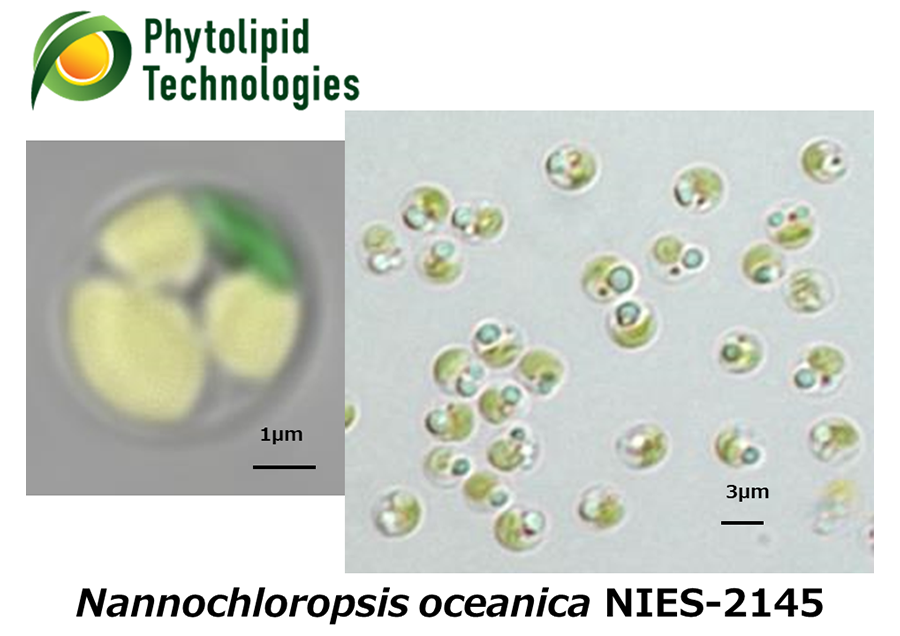 油脂高生産藻ナンノクロロプシスによる有用脂質生産
