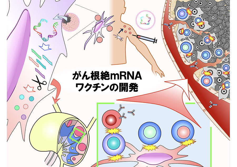 がん根絶を目指したがんmRNAワクチンの開発