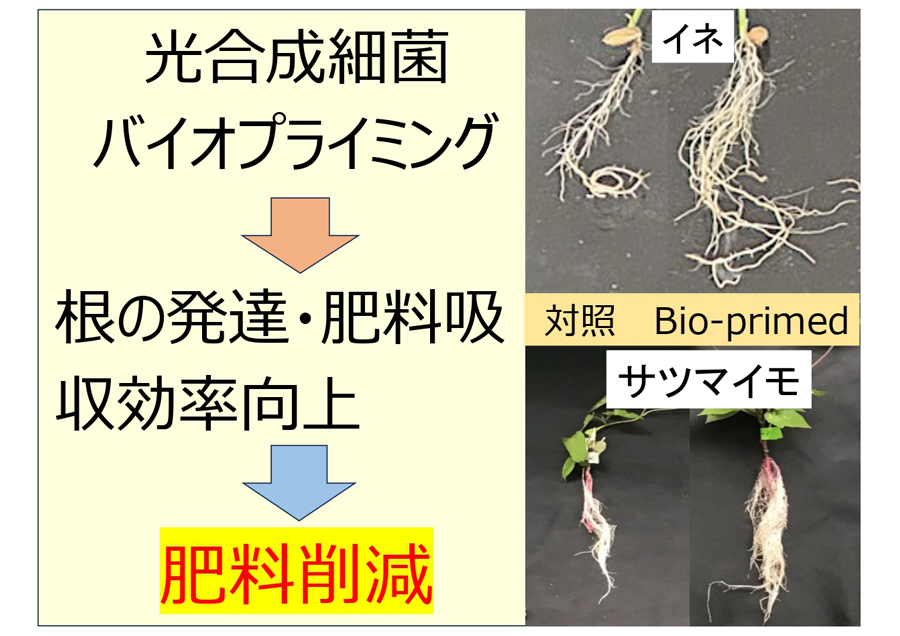 肥料の削減を実現する光合成細菌バイオプライミング