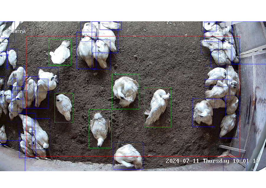 Development of individual behavior analysis platform for chickens and food ducks