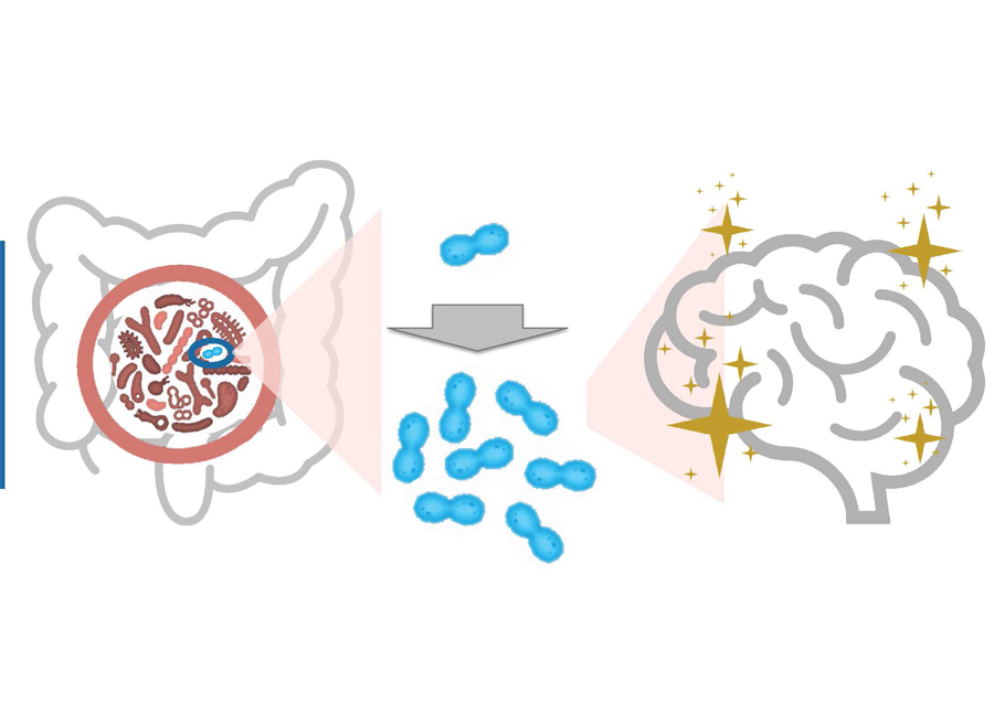 Drug discovery that targets only specific intestinal bacterial species