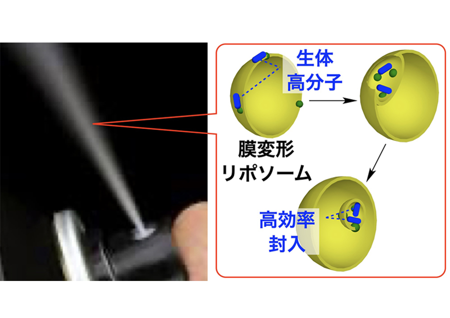 Membrane-deforming liposomes for efficient encapsulation of large biomolecules