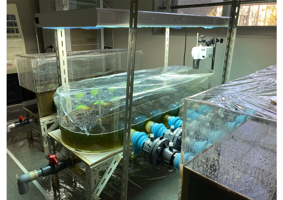 Innovative Nitrogen Cycling System: Algae Production with Bio-liquid Fertilizer