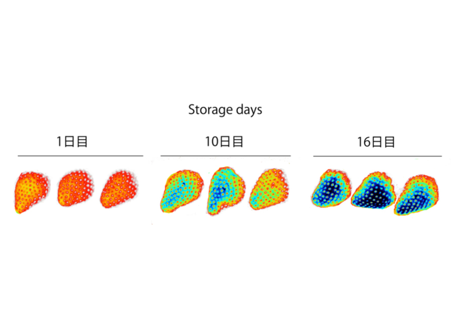 Breakthrough freshness evaluation technology to improve food loss around the world