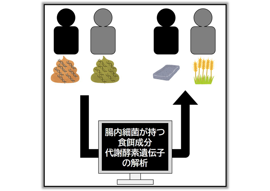 腸内細菌叢に適したオーダーメイド食提供技術の開発