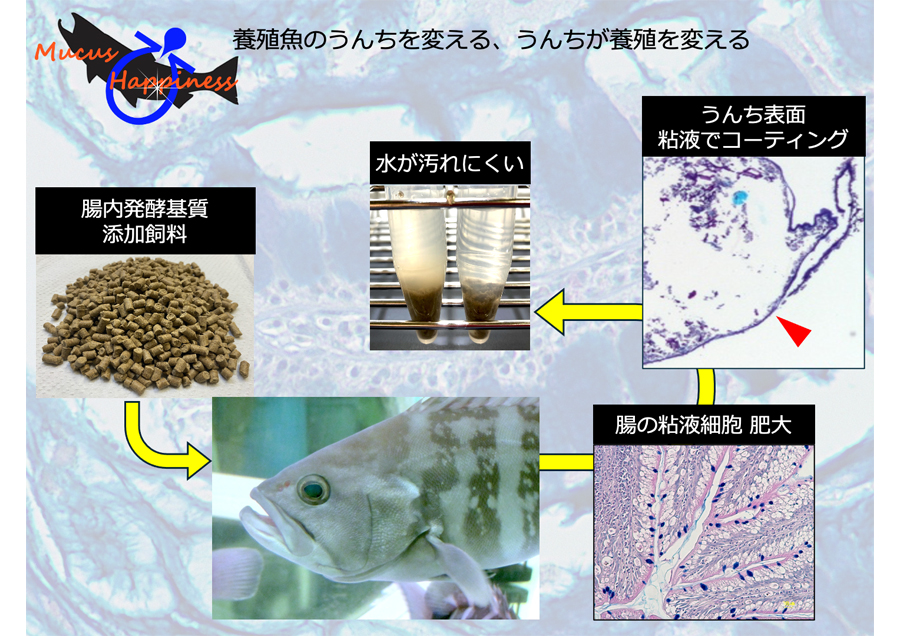 腸管粘液分泌刺激による陸上養殖魚の糞性状制御