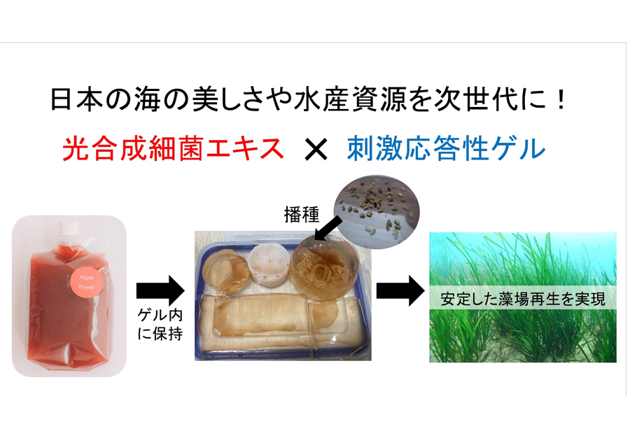 光合成細菌と温度応答性ゲルを利用した藻場再生技術