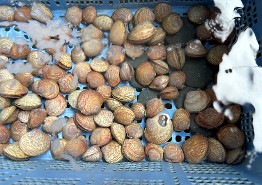 Spreading the Bivalve Chicken Clam (Torigai) to the World