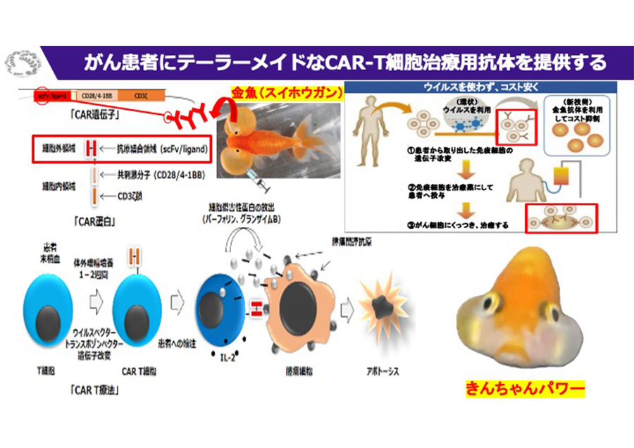 Goldfish Antibody for Cancer Immunotherapy