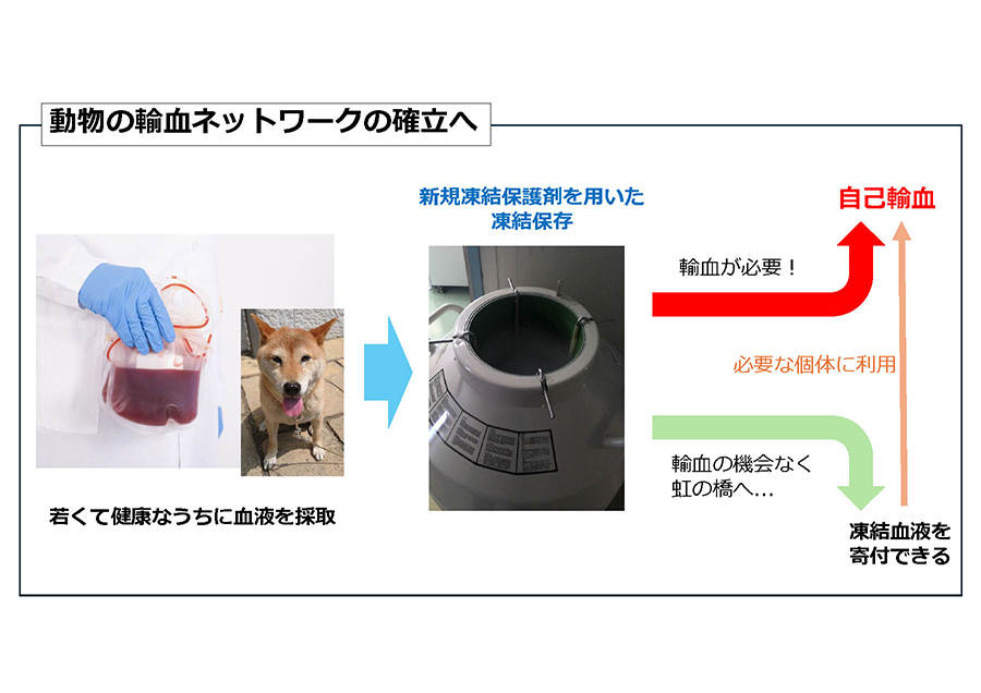 Blood product cryopreservation services for animal autotransfusion