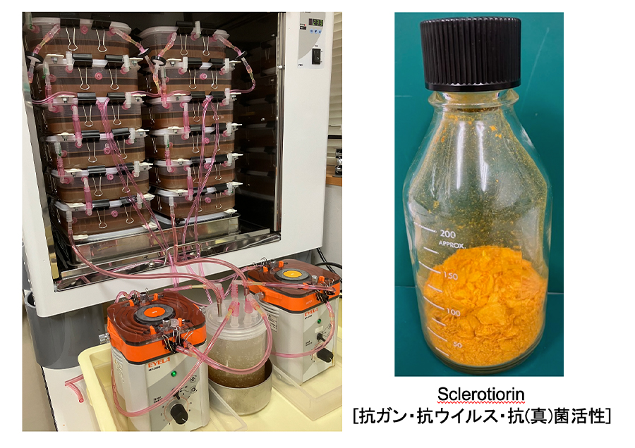 Exploration and Production of Fine Chemicals by Interfacial Bioprocessing