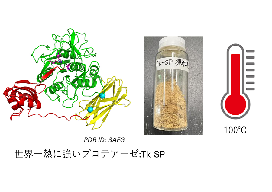 世界最高の耐熱性プロテアーゼによる新しい価値提供